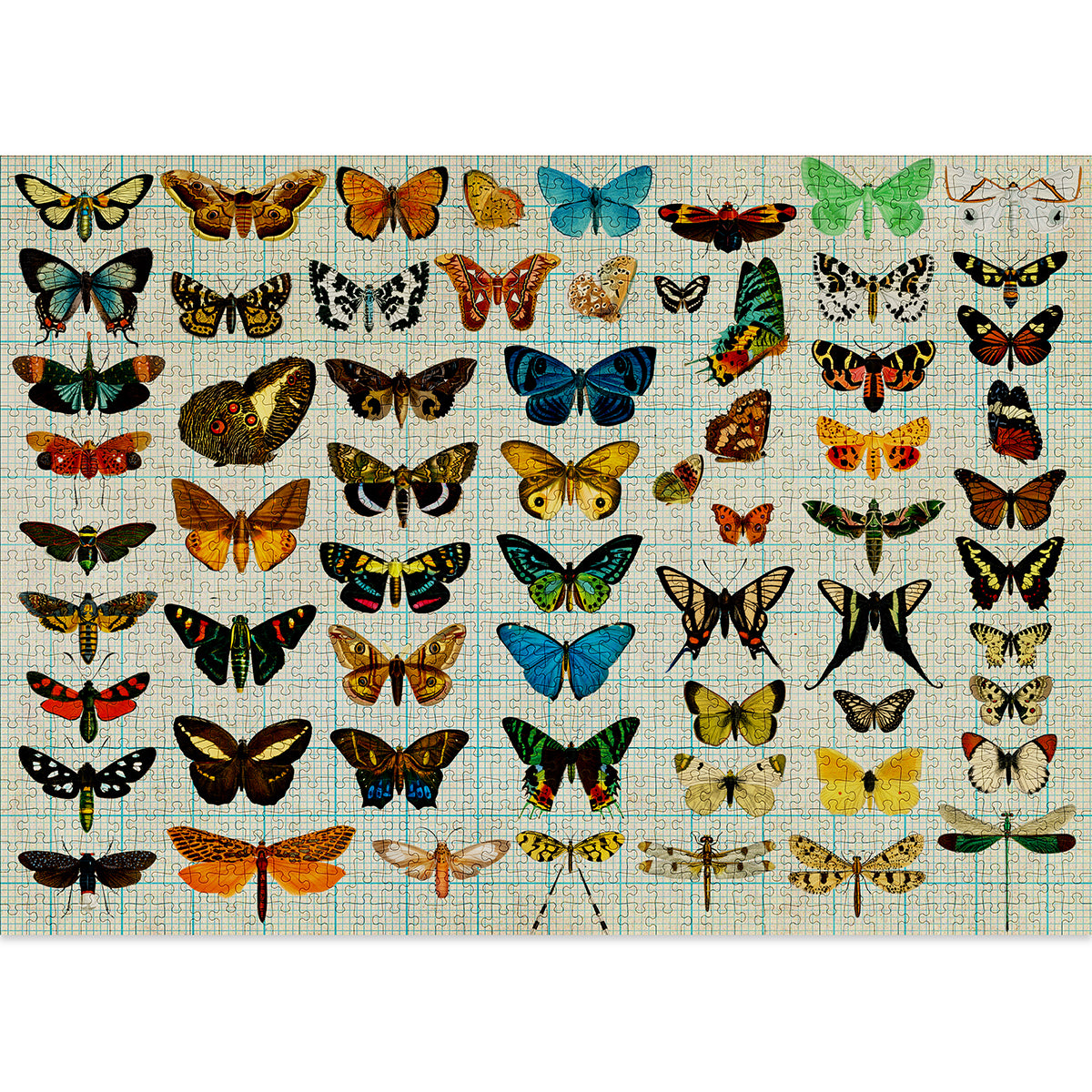 Cloudberries — Entomology